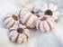 Baby Sputnik Sea Urchin - Pack of 10